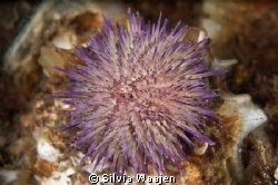 Green sea urchin crawling arround. Normally found between... by Silvia Waajen 